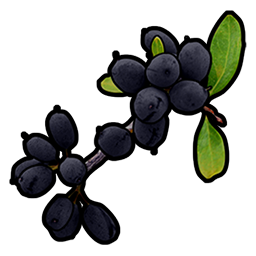 Black Berry