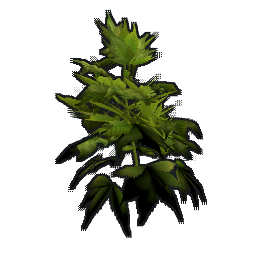 Hemp Clone