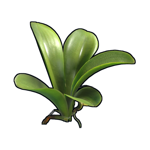 Orchid Clone