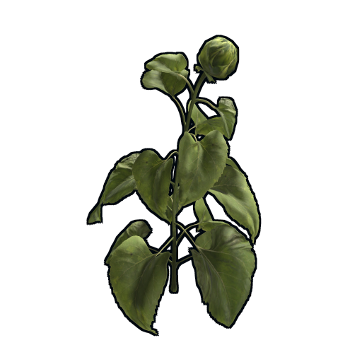 Sunflower Clone