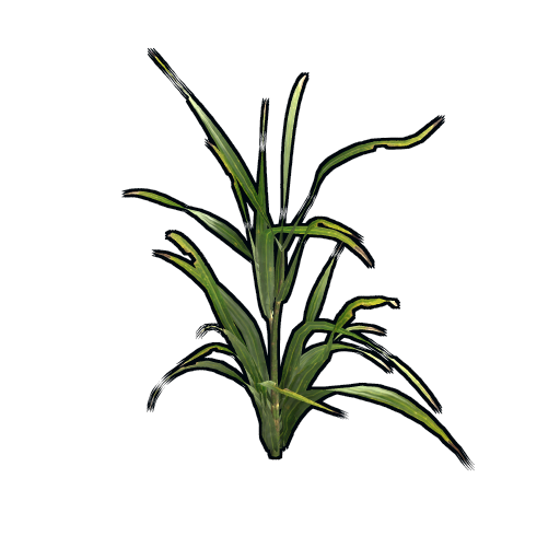 Wheat Clone