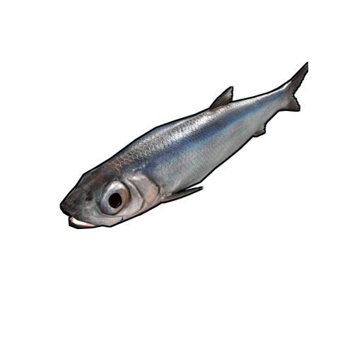 Anchovy