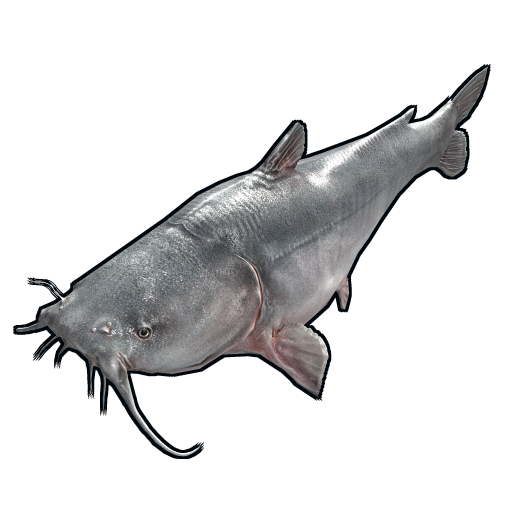 Catfish