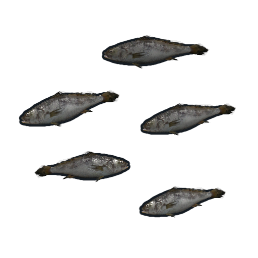 Minnows
