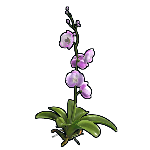 Orchid