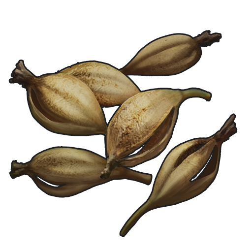 Orchid Seed