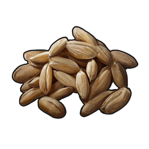 Wheat Seed
