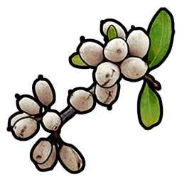 White Berry