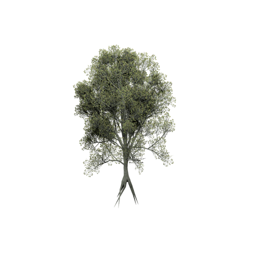 American Beech