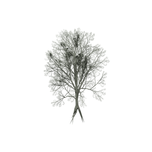 American Beech A Dead