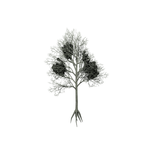 American Beech E Dead
