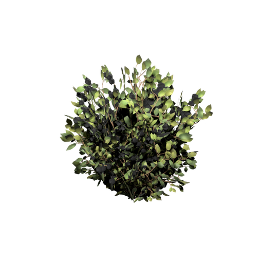 Black Berry