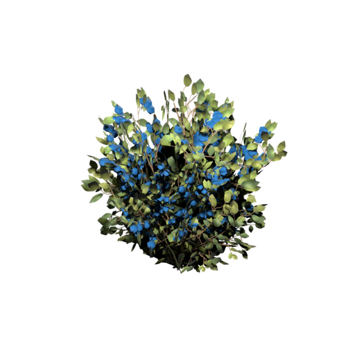 Blue Berry