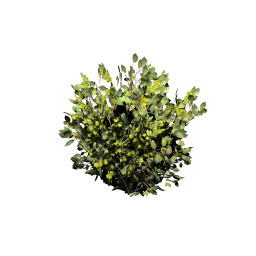 Green Berry