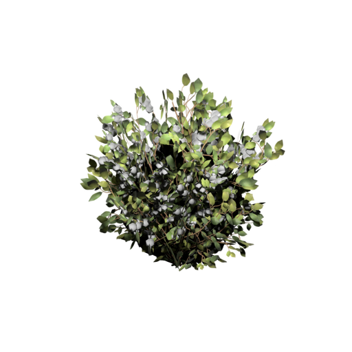 White Berry