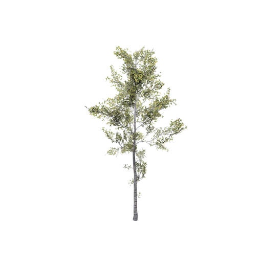 Birch Big