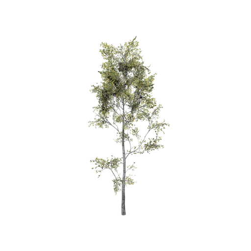Birch Large