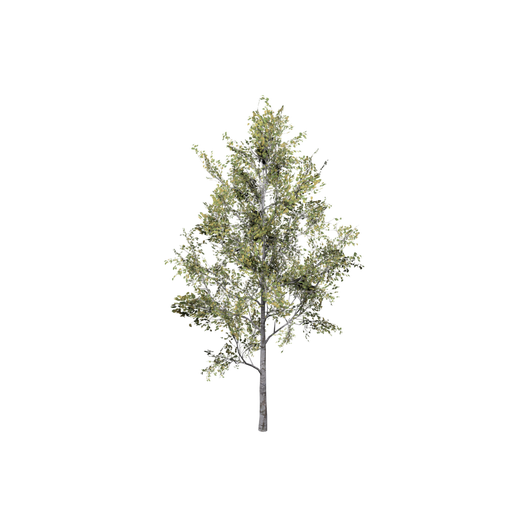 Birch Medium