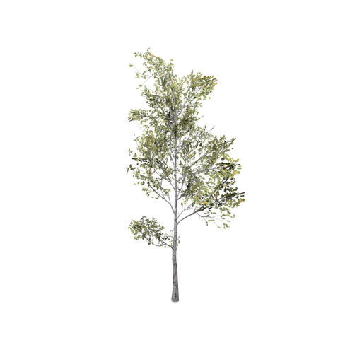 Birch Small