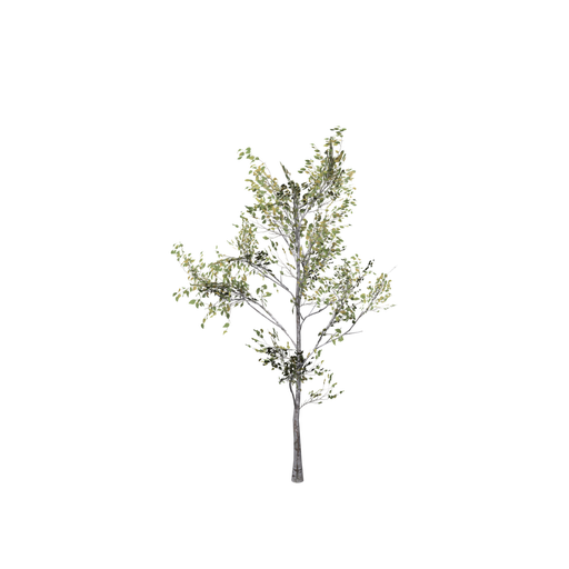 Birch Tiny