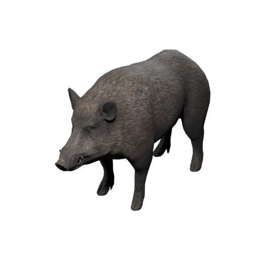 Boar