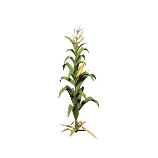 Corn