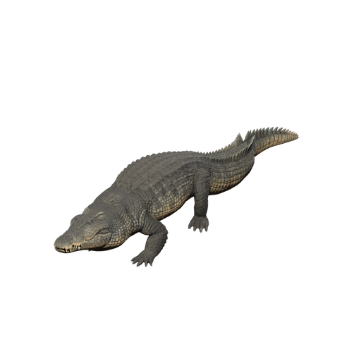Crocodile