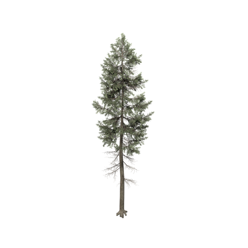 Douglas Fir