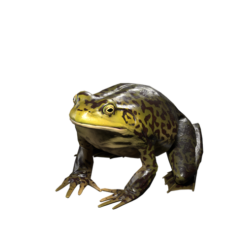 Frog