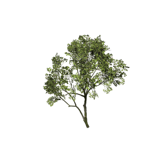 Hura Crepitans Sapling