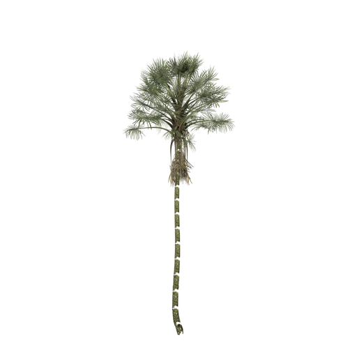 Mauritia Flexuosa