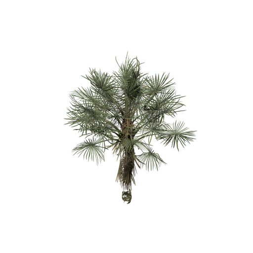 Mauritia Flexuosa Sapling