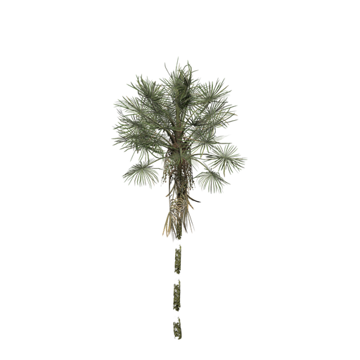 Mauritia Flexuosa XS