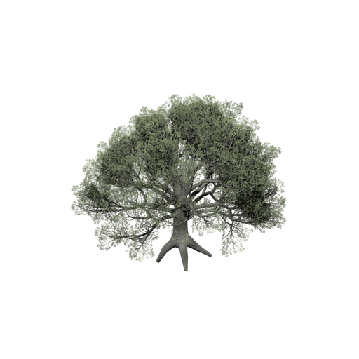 Oak
