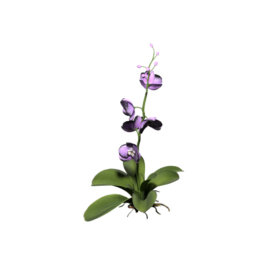Orchid