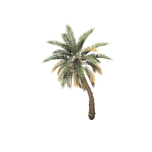 Palm Tree Tropical Med