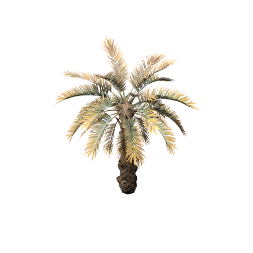 Palm Tree Tropical Short
