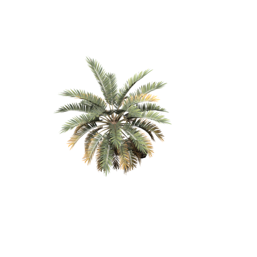 Palm Tree Tropical Small
