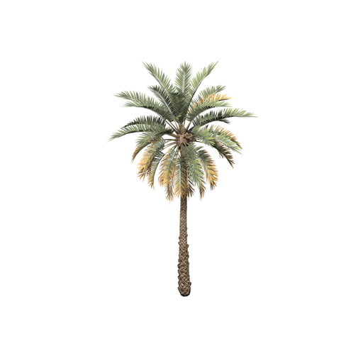 Palm Tree Tropical Tall