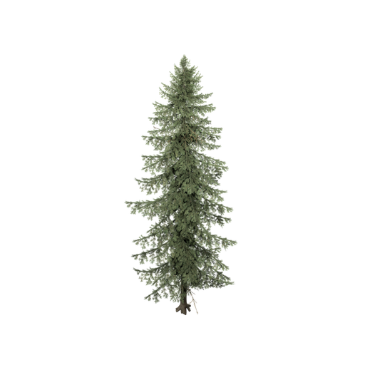 Pine