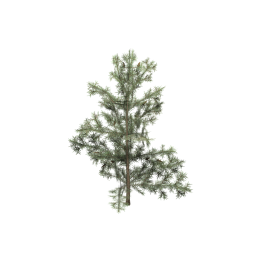 Pine Sapling