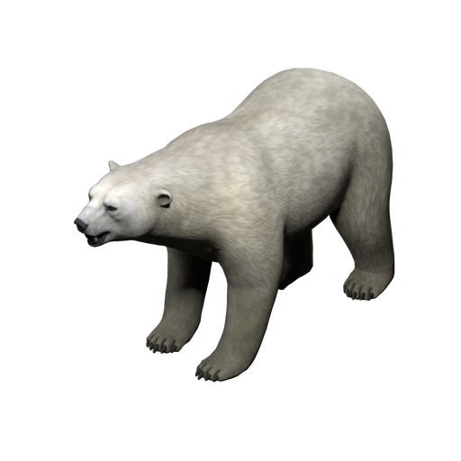 Polar Bear