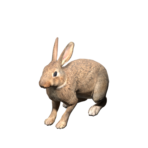 Rabbit