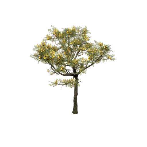 Schizolobium