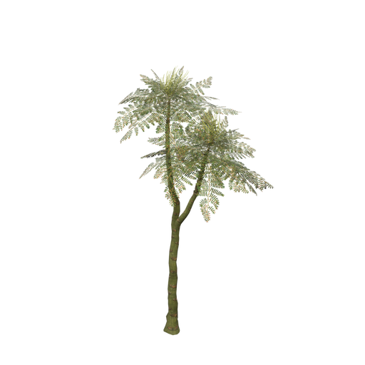 Schizolobium Sapling A