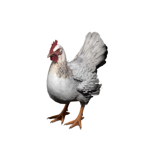 Coop Chicken