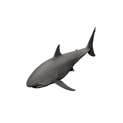 Shark