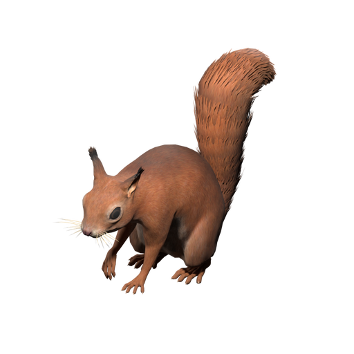 Squirrel