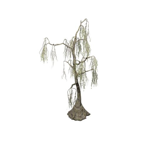 Swamp Tree