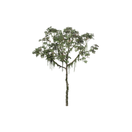 Trumpet Tree
